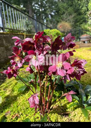 Die Blüten der Hölzer wachsen in einem Garten zwischen Moos. Stockfoto