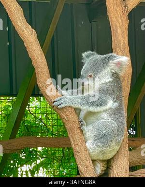 Ein Koala-Bär, der sich in einem Baum im Lone Pine Koala Sanctuary in Brisbane, Australien, entspannt Stockfoto