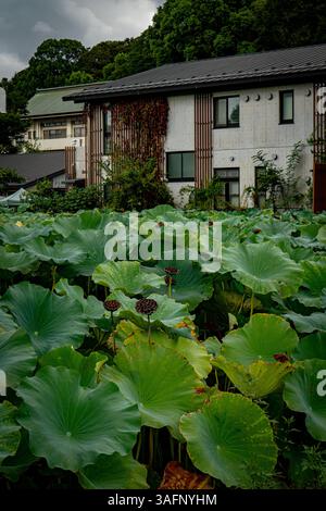 Ueno Lotus Teich in Tokio, Japan Stockfoto