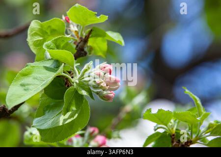 Eine blühende Apfelblüte mit sanften rosa Knospen und frischen grünen Blättern auf einem Baumzweig. Ein ruhiger Moment in der Natur. Stockfoto