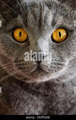 Intensiver Augenkontakt von einer grauen Britisch-blauen Katze (British Shorthair Pedigree) mit gelben Augen zur Kamera Stockfoto