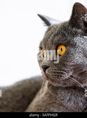 Intensiver Blick von einer grauen Katze mit gelben Augen, die seitlich vor weißem Hintergrund schaut Stockfoto