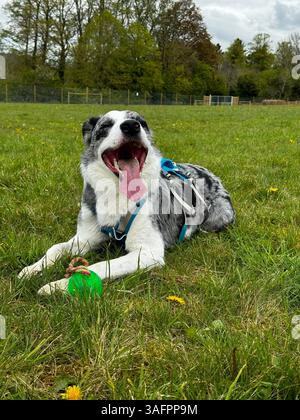 Blauer Slate Merle im Feld, der glücklich mit der Zunge und dem grünen Ball an den Füßen aussieht Stockfoto