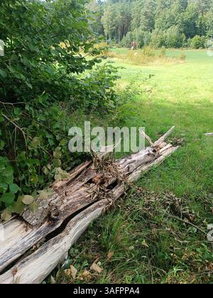 Gebrochener Baum als Folge eines Sturms. Starker Wind brach den Baum Stockfoto