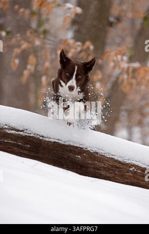 Collie mit Schokoladenrand, läuft im Schnee, Maryland Stockfoto