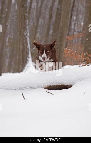 Collie mit Schokoladenrand, läuft im Schnee, Maryland Stockfoto