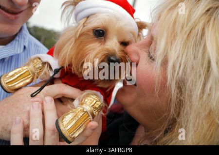 BILDUNTERSCHRIFT: (12/10/2005 Brooksville) Cathy Jumisco cq von Subject), 41, von Spring Hill spielt mit ihrem Hund Carly Su (cq, no 'e' on Su), einem Yorkshire Terrier, vor dem Beginn der Brooksville Christmas Parade am 10. Dezember 2005 in Brooksville. „Ich ging zu Target und sie hatten allerlei kleine Outfits für Hunde“, sagt Jumisco. Sie war eine Hexe an Halloween, sie ist verwöhnt, sie bekommt ihre Haare gemacht, sie geht überall mit mir hin. Jumisco ritt zusammen mit ihrem kostümierten Hund auf dem Hernando County Association of Realtors Float in der Parade. (Bild: St. Petersburg Times/ZUMAPRESS.com) Stockfoto