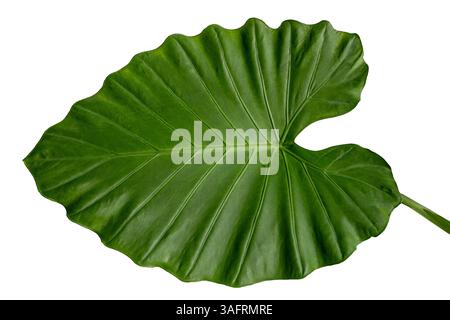 Elefantenohrblatt auf weißem Hintergrund Stockfoto