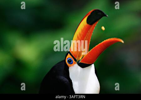 1 of 1,20060621 - TAMPA - Ein toco-Tukan wirft sich am Mittwoch einen Snack aus seinem Feeder in der Voliere im Lowry Park Zoo (Bild: St Petersburg Times/ZUMAPRESS.com) Stockfoto