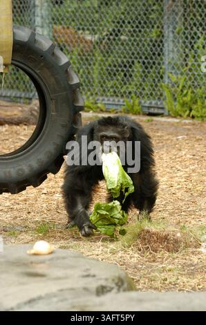 Bambus, ein männlicher Schimpanse im Lowry Park Zoo in Tampa. (Bild: St. Petersburg Times/ZUMAPRESS.com) Stockfoto