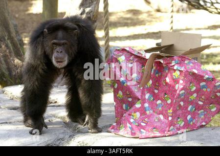 Herman genießt ein Weihnachtsgeschenk mit essbaren Snacks während der Geschenke für Primaten im Lowry Park Zoo in Tampa im Jahr 2001. (Bild: St. Petersburg Times/ZUMAPRESS.com) Stockfoto