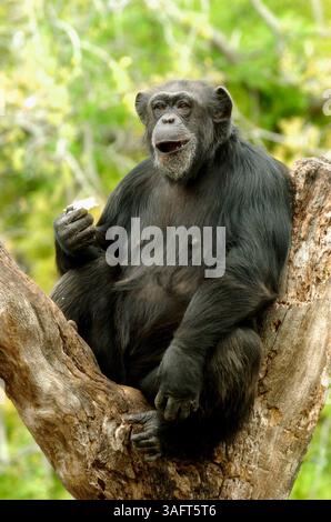Rukiya, eine Schimpanse, im Lowry Park Zoo in Tampa. (Bild: St. Petersburg Times/ZUMAPRESS.com) Stockfoto