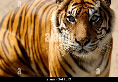 Enshala, ein Sumatra-Tiger im Lowry Park Zoo, wurde 2005 von Zoodirektor Lex Salisbury erschossen und getötet, nachdem sie am Dienstag aus ihrem Nachthaus geflohen war (Credit Image: St Petersburg Times/ZUMAPRESS.com). Stockfoto