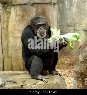 Bambus, ein männlicher Schimpanse im Lowry Park Zoo in Tampa. (Bild: St. Petersburg Times/ZUMAPRESS.com) Stockfoto