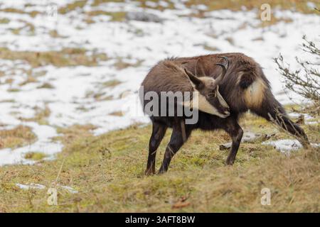 Eine ausgewachsene männliche Gämse (Rupicapra rupicapra) steht auf einer teilweise verschneiten Wiese und pflegt sich selbst. Stockfoto