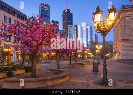 Die Zierkirschen am Opernplatz in Frankfurt am Main, nahe der Alten Oper, blühen im Frühjahr in Frankfurt am Main, Hessen, Deutschland, Europa Stockfoto