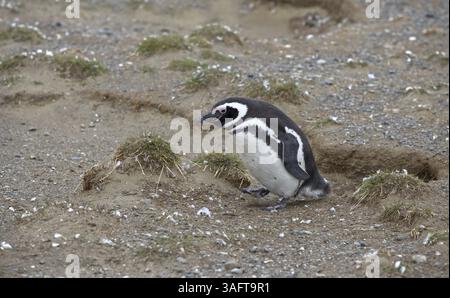 Ein Magellanpinguin steht auf einem sandigen Boden zwischen Grasbüscheln, Punta Arenas, Chile, Südamerika Stockfoto