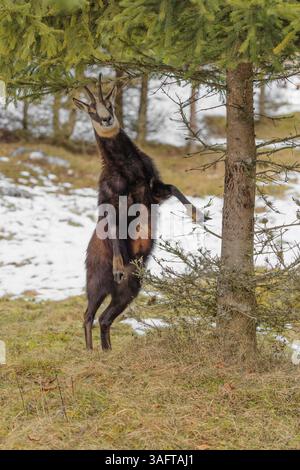Eine ausgewachsene männliche Gämse (Rupicapra rupicapra) steht aufrecht auf einer teilweise verschneiten Wiese, um die Nadeln einer Fichte zu fressen Stockfoto