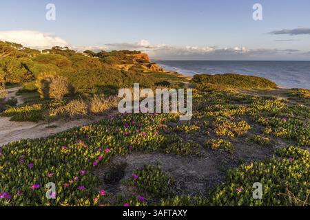 Klippen am Atlantik. Warmer Sonnenuntergang in einer Landschaft mit violetten Blumen, Carpobrotus acinaciformis. Rote Klippen mit atemberaubenden Formationen in Praia da Stockfoto