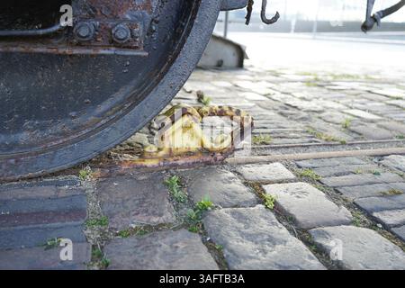 Nahaufnahme eines rostigen Eisenbahnrades auf einem historischen Kopfsteinpflasterweg, 27568 Bremerhaven Stockfoto