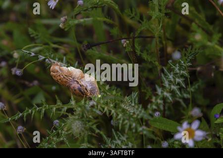 Schnecke ohne Schale. Leopardenschnecke Limax maximus, Familie Limacidae, kriecht auf grünen Blättern. Feder Stockfoto