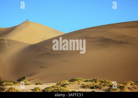 Heißer Herbst im Death Valley, USA. Die sanften Kurven der gelben Sanddünen Stockfoto