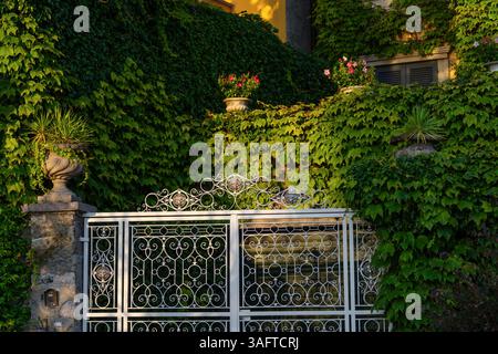 Verziertes Metalltor mit Efeu-bedeckter Wand im Abendlicht Stockfoto