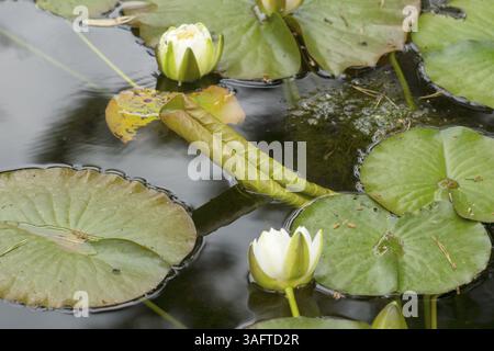 Schöne weiße Lotusblüten auf einem See Stockfoto