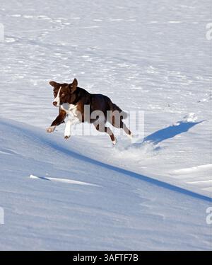 Collie mit Schokoladenrand, läuft im Schnee, Maryland Stockfoto