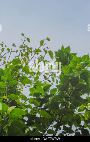 Ein kleiner, gelb belüfteter Bulbul Vogel, der auf einem Zweig eines tropischen Baumes thront Stockfoto
