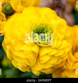 Eine Makroansicht einer hellgelben Ranunkelblüte in voller Blüte, die mehrschichtige Blütenblätter, ein grünes Zentrum und eine symmetrische natürliche Form freigibt. Stockfoto