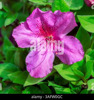 Eine einzelne violette Azaleblüte in voller Blüte, umgeben von leuchtend grünen Blättern, die Details und Blütenblätter in hellem natürlichem Licht zeigen. Stockfoto