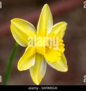 Eine einzelne gelbe und weiße Narzissenblüte in Blüte, Nahaufnahmen mit klarer Blütenstruktur und Trompetendetails vor weichem Hintergrund. Stockfoto