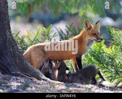 Die Mutter Fuchs, die ihre Babys im Wald in Kanada säugt Stockfoto