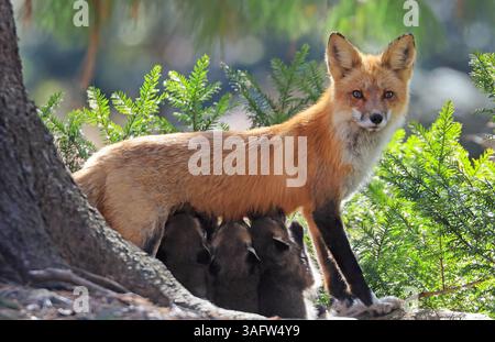 Die Mutter Fuchs, die ihre Babys im Wald in Kanada säugt Stockfoto