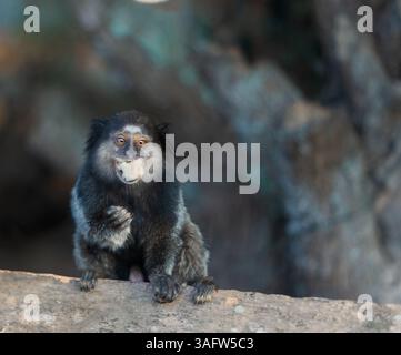 Schwarz getuftete Murmeltiere (Callithrix penicillata), die in Brasilien auf einem Baum sitzen und Früchte essen. Wilde Primaten im natürlichen Lebensraum. Stockfoto
