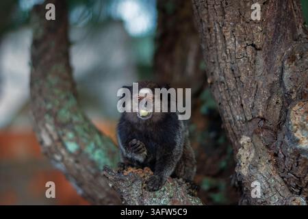 Schwarz getuftete Murmeltiere (Callithrix penicillata) auf einem Baumstamm in einem städtischen Waldgebiet von Cabo Frio, Rio de Janeiro, Brasilien. Stockfoto