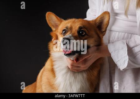 Nahaufnahme eines glücklichen Corgi-Hundes, der sanft von einer Frau in weißer Kleidung auf dunklem Atelierhintergrund gehalten wird. Stockfoto
