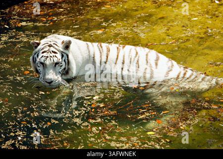 BILDUNTERSCHRIFT: (26.03.2007, TAMPA, FL): Nikki, 10, spielt im Wasser in ihrem neuen Zuhause im Lowry Park Zoo. Sie und ein weiterer weißer Tiger namens Yala, 9, (Bild: St. Petersburg Times/ZUMAPRESS.com) Stockfoto