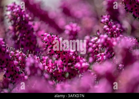 Makroaufnahme von schönen kleinen rosafarbenen Heidekraut Blumen im Frühling Stockfoto