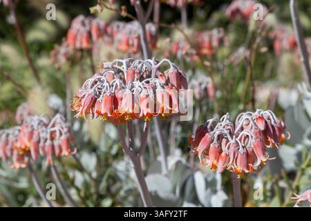 Cotyledon orbiculata, auch bekannt als Schweineohr oder runde Nabelkraut, ist eine südafrikanische Sukkulenten Pflanze der Gattung Cotyledon. Stockfoto