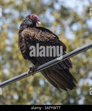 Der Truthahngeier sitzt auf einem elektrischen Draht und blickt verdächtig nach unten. Morgan Hill, Santa Clara County, Kalifornien, USA. Stockfoto