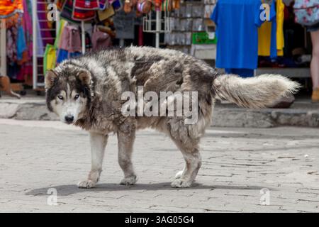 Wolflike Dog Blue Eyes in Valparaiso Chile Stockfoto