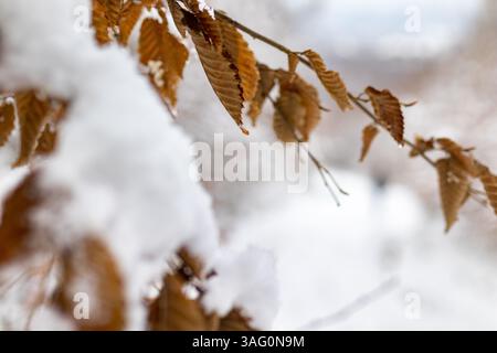Eine Nahaufnahme zeigt einen Zweig mit trockenen, braunen Buchenblättern, die teilweise mit frischem weißem Schnee bedeckt sind, vor einer verschwommenen, verschneiten Winterkulisse. Stockfoto