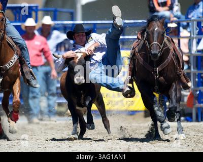 26. August 2012 - San Juan Capistrano, Kalifornien, USA - Steer Wrestler Ethen Thouvenell aus Napa, KALIFORNIEN, tritt an der Rancho Mission Viejo Rodeo in San Juan Capistrano, CA. An (Foto: © Matt Cohen/ZUMAPRESS.com) Stockfoto