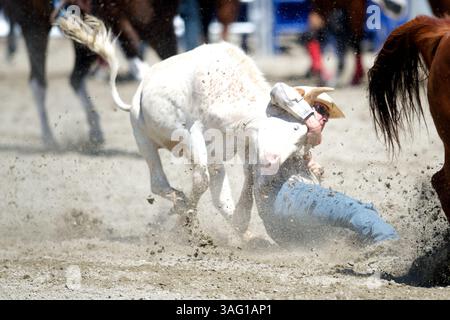 26. August 2012 - San Juan Capistrano, Kalifornien, USA - Steer Wrestler Les Shepperson aus dem Mittleren Westen, WY tritt an der Rancho Mission Viejo Rodeo in San Juan Capistrano, CA. (Bild: © Matt Cohen/ZUMAPRESS.com) Stockfoto