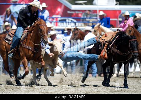 26. August 2012 – San Juan Capistrano, Kalifornien, USA – Steer Wrestler Ben Shofner von Jasper, TX, tritt an der Rancho Mission Viejo Rodeo in San Juan Capistrano, CA. (Foto: © Matt Cohen/ZUMAPRESS.com) Stockfoto