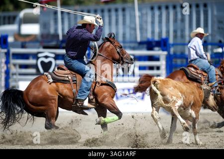 26. August 2012 – San Juan Capistrano, Kalifornien, USA – Teamroper Tyler McKnight of Wells, TX tritt bei der Rancho Mission Viejo Rodeo in San Juan Capistrano, CA. An (Foto: © Matt Cohen/ZUMAPRESS.com) Stockfoto