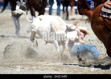 26. August 2012 - San Juan Capistrano, Kalifornien, USA - Steer Wrestler Les Shepperson aus dem Mittleren Westen, WY tritt an der Rancho Mission Viejo Rodeo in San Juan Capistrano, CA. (Bild: © Matt Cohen/ZUMAPRESS.com) Stockfoto