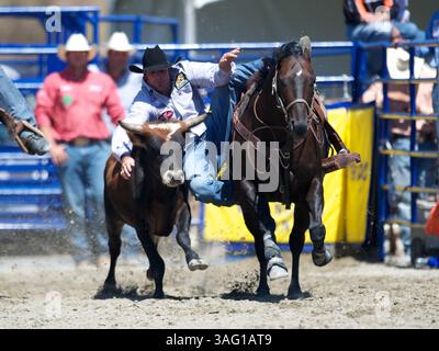 26. August 2012 - San Juan Capistrano, Kalifornien, USA - Steer Wrestler Ethen Thouvenell aus Napa, KALIFORNIEN, tritt an der Rancho Mission Viejo Rodeo in San Juan Capistrano, CA. An (Foto: © Matt Cohen/ZUMAPRESS.com) Stockfoto